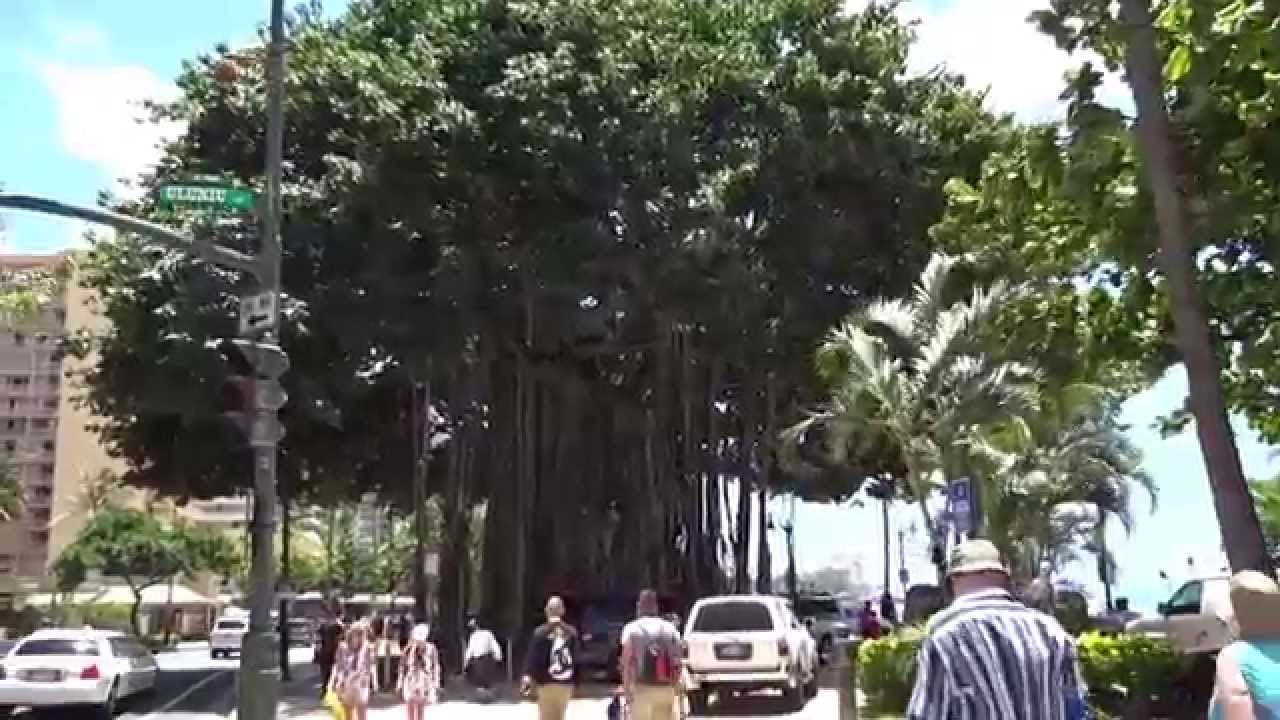 Banyan Tree Waikiki Beach Hawaii Oahu Honolulu 20170502 Banyan Tree Waikiki Beach Hawaii Oahu Honolulu 20170502 Pm1220