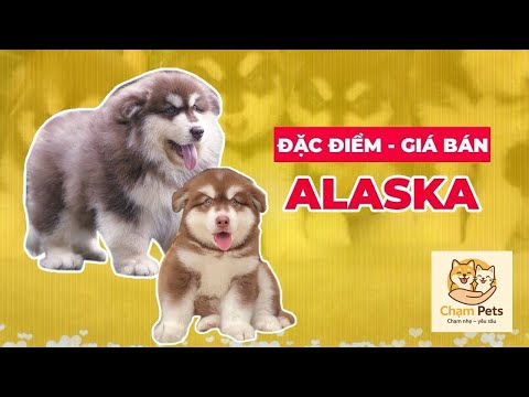 Video Chó Alaska giá bao nhiêu tiền năm 2022 tại Dogily... - youtube