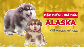 Chó Alaska - Nguồn gốc, đặc điểm, giá bán? Mua chó Alaska con ở đâu Tphcm, Hà Nội | Chomeocanh.com