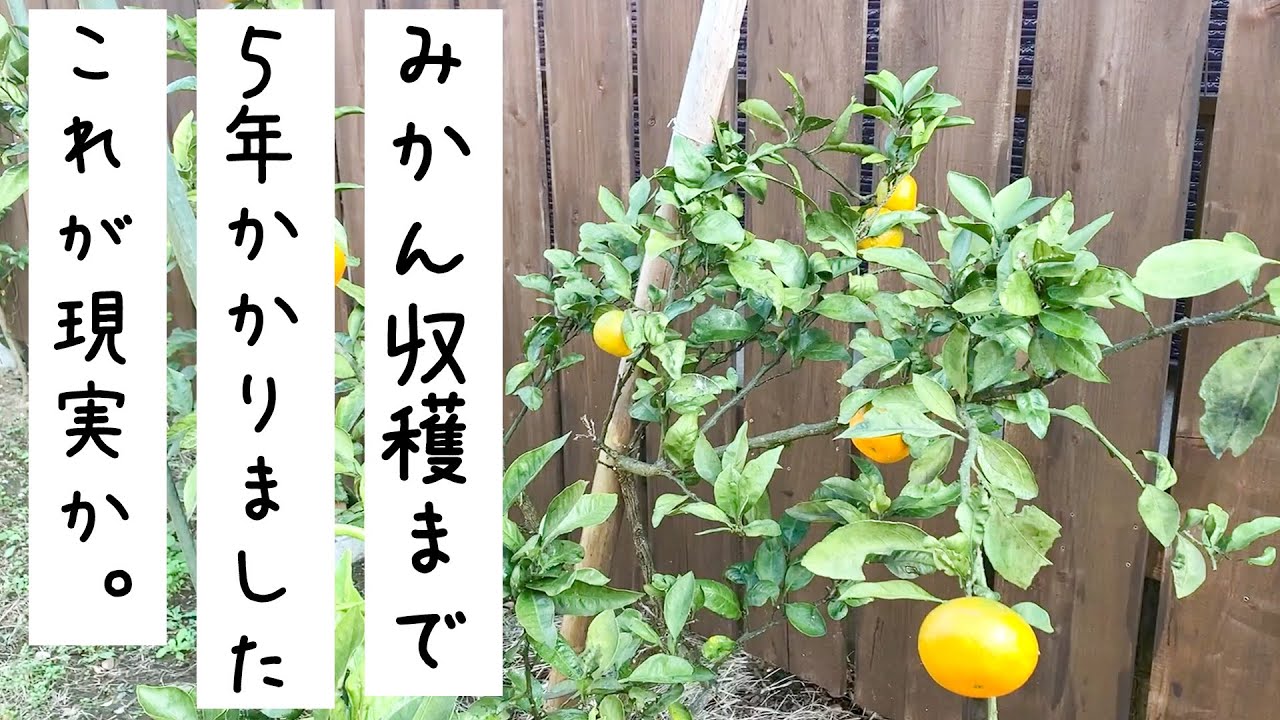 みかんの木（温州）を5年育てて初収穫！自宅にみかんの木を植えようと