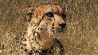 Cheetah Kingdom: From Rescue to Freedom | Our World