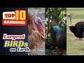 Top 10 LARGEST BIRDS in the World 🦅🦢🦜🌍 - 2025