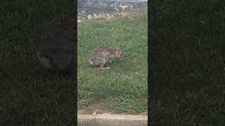 Happy Samson Rabbit #nature #wildlife #animals #rabbit #bunny #fast #quick #outdoors #funny #usa