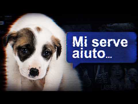 YOUTUBE ANIMAL CHANNELS WITH A HORRIBLE SECRET - Undercover