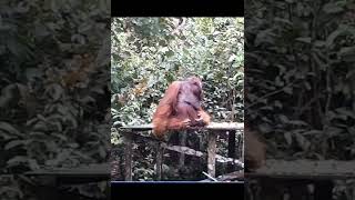 Giant Male Orangutan Chilling.