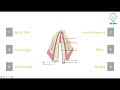 Clinical Procedure of Prefabricated Fiber Post