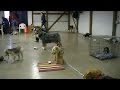 Getting a Service Dog, the Process II Getting a Service Dog, the Process II
