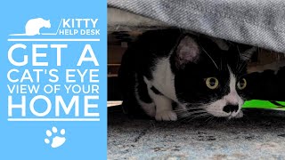 Get a Cat's Eye View of Your Home by Kitty Help Desk 101 views 5 months ago 4 minutes, 34 seconds