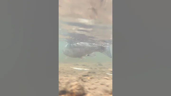 Buddy still had cheese ball in his mouth #colorado #fypシ゚viral #shorts #fishing #trout