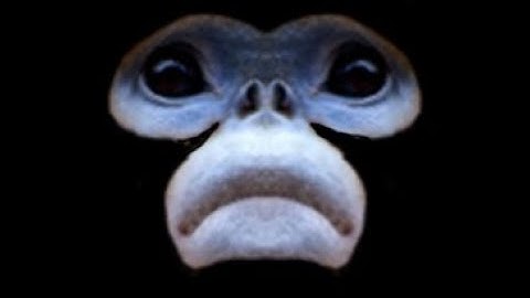 i made a gorilla tag fan game in roblox(part1)