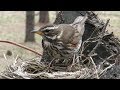 Самец дрозда охраняет гнездо, Male catbird protects the nest