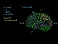 Aperçu des fonctions du cortex cérébral