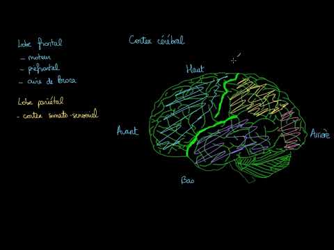 Vidéo: Le cortex cingulaire antérieur fait-il partie du lobe frontal ?