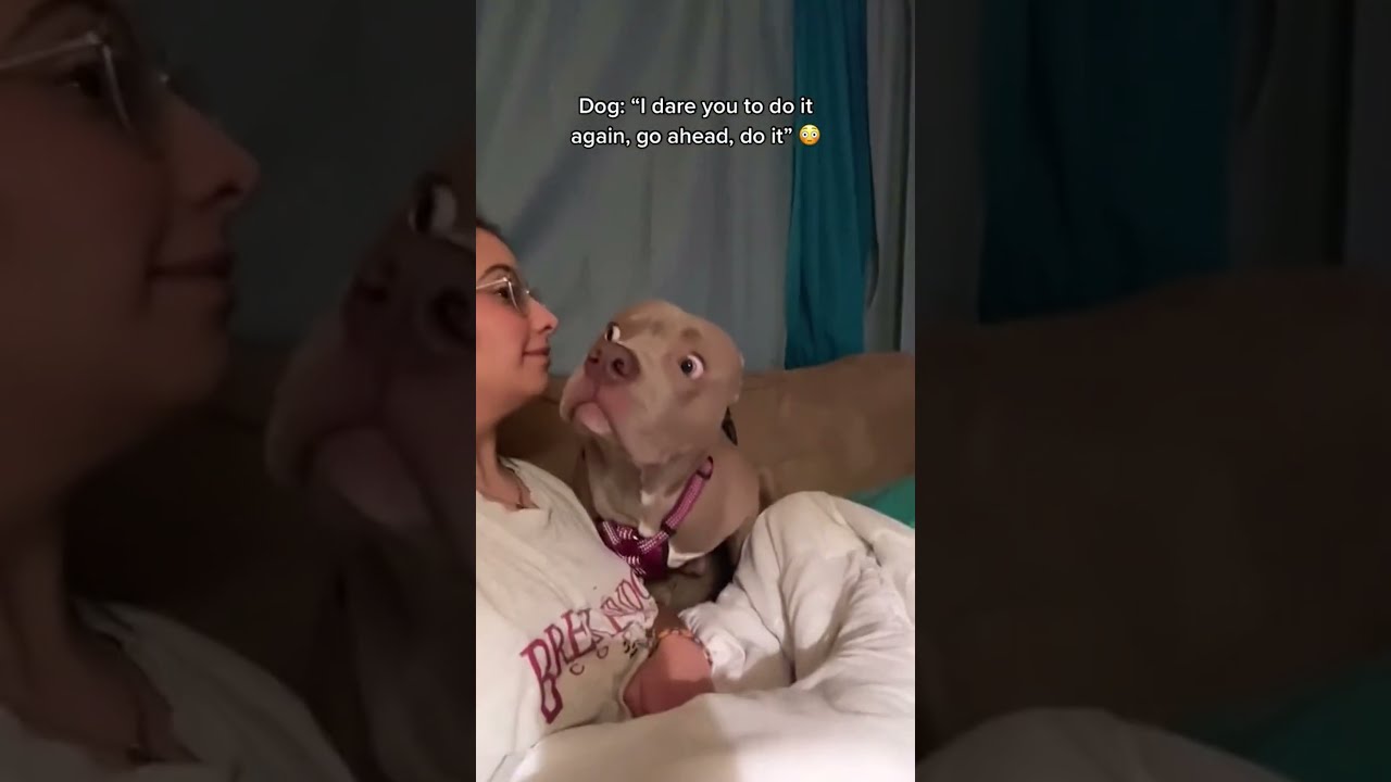 Dog Can T Believe His Owner Bark Back 