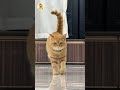 MOVE OVER! SUPERMODEL IS COMING! 🔥🔥#cat #cutecat #funnycats #pets #trendingshorts