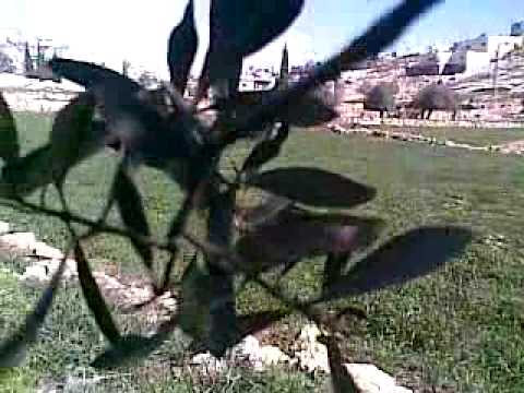 فصل الربيع يطا