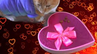 Keyboard Cat Valentimes!