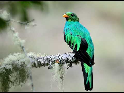 Canto do quetzal-pavão| Pássaros Org