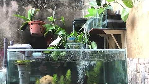 Quá trình test nước của hệ thống Overflow tự chế ổn định . Hút mặt hút đáy hoàn toàn tuyệt đối .