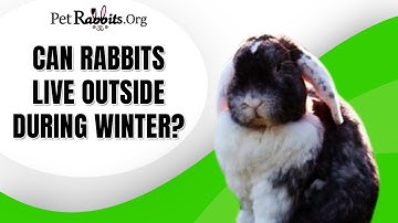 Can Rabbits Live Outside During Winter?