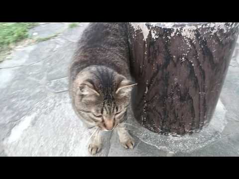 Yokozuna-San / 横綱猫さん - YouTube