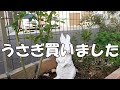 【Vlog】うさぎ買いました