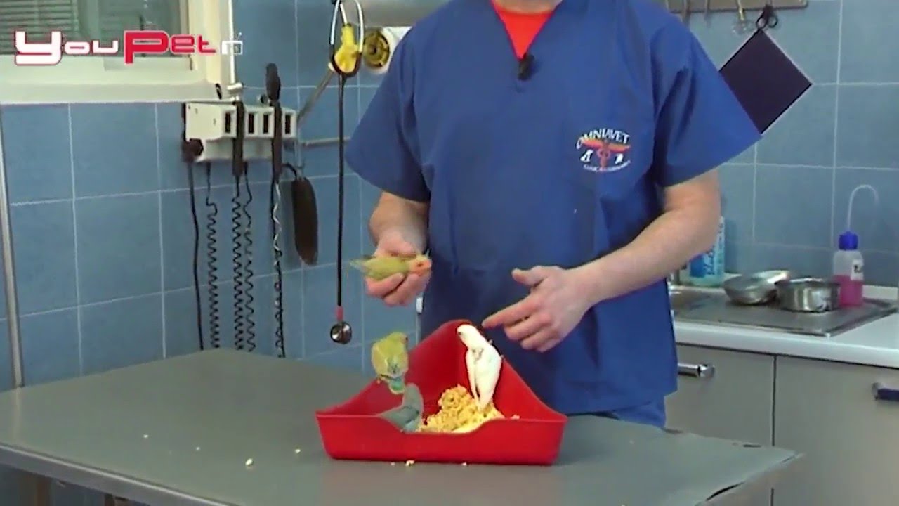 Pappagalli da compagnia gli inseparabili