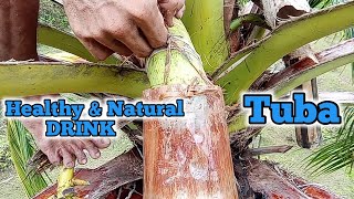TUBA OR COCONUT WINE MAKING /TODDY PRODUCTS #nativewine