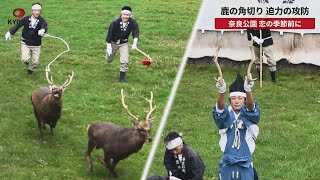 【速報】鹿の角切り 迫力の攻防 奈良公園 恋の季節前に