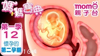 媽媽寶典 S1【懷孕的第二孕期】第1季 第12集嬰幼兒發展、活動、飲食、醫療篇新手爸媽孩子教養醫師、營養師分享兒童電視節目【momo_親子台官方HD電視頻道 完整版】momokids