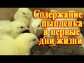 (ч.2) Сколько Весят Цыплята Бройлера? Выращивание Бройлеров на Сетке. Вес Бройлера в 4 дня.