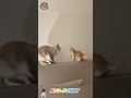 Funny cats second round