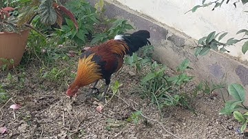 Saib me nyuam noob qaib 500 000 kip khav tiag2