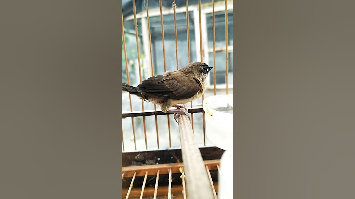 burung emprit gacor pancingan