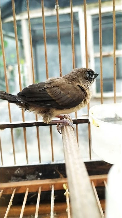 burung emprit gacor pancingan