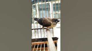 burung emprit gacor pancingan