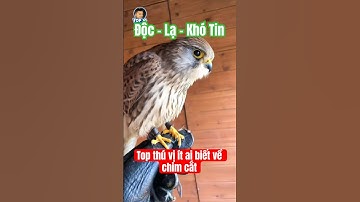 Top thú vị về chim cắt ít ai biết #top10thuvi #animals #chimcat #chim #birds #kestrel