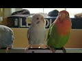 Tech birds