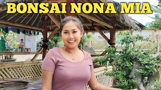 CEWEK CANTIK!!! SUKA BONSAI SERUT NONA MIA ISTIMEWA DAN MEWAH KOLEKSINYA