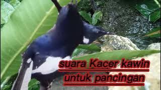 suara Kacer kawin untuk pancingan dan terapi penangkaran Kacer agar bangkit birahinya dan produk.