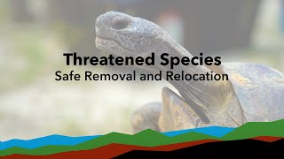 Threatened Species Protection - Gopher Tortoise Safe Removal and Relocation