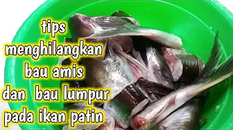 cara mengolah ikan patin agar tidak bau amis , bau lumpur dan tidak berlendir cara mengolah ikan patin agar tidak bau amis , bau lumpur dan tidak berlendir