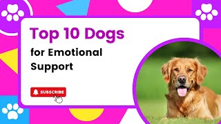 Top 10 Dogs for Emotional Support: Your Furry Therapists for Anxiety, Depression and more