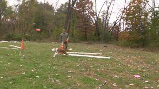 Special Delivery: Throwing Discs to Dogs - Theory and Intent