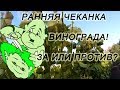 🍇 Как и когда чеканить виноград. Зелёные операции. Укорачивание побегов винограда.