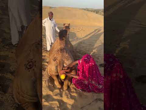 مشهد لجمل يسكب صبغة صفراء في إناء فخاري