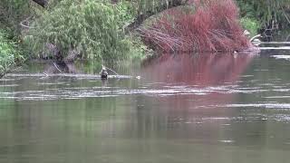 Río Vaqueros en Rayón, S.L.P.