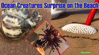 Ocean creatures surprise on the beach | The Things Never Seen Before | Sea World Adventuresses