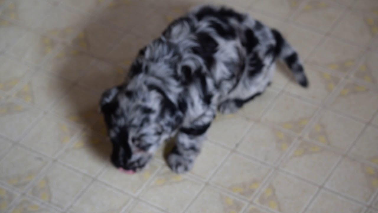 mini merle labradoodle