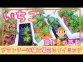 苗作りした苗をプランターに植え替えるタイミング/イチゴ/6月の管理作業/家庭菜園/プランター栽培/2023年